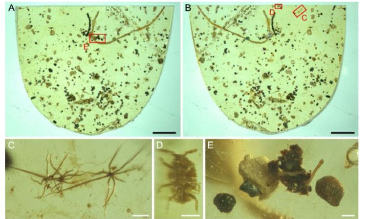 100_Million_Year_Old_Marine_Tapeworm_Discovered_in_Myanmar_Amber