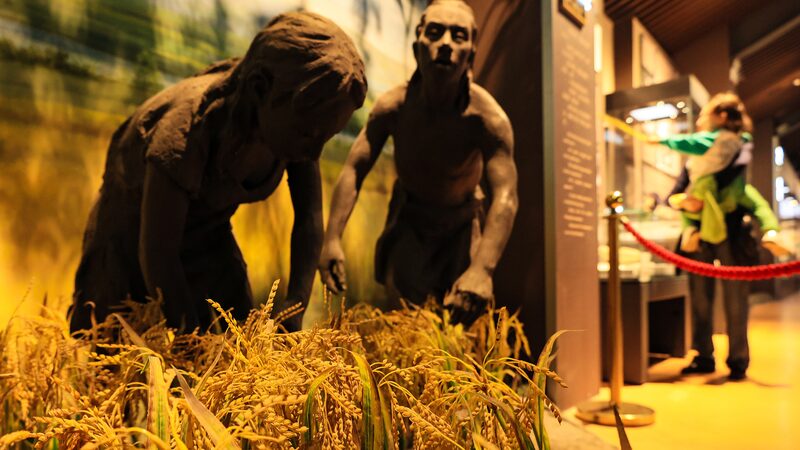 10_000_Year_Old_Rice_Traces_Unveiled_by_Chinese_Scientists