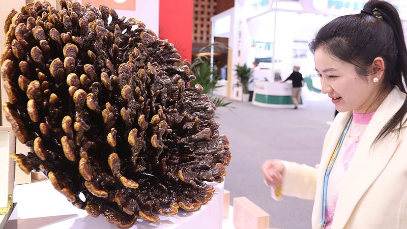 2024_World_Traditional_Medicine_Conference_Opens_in_Beijing