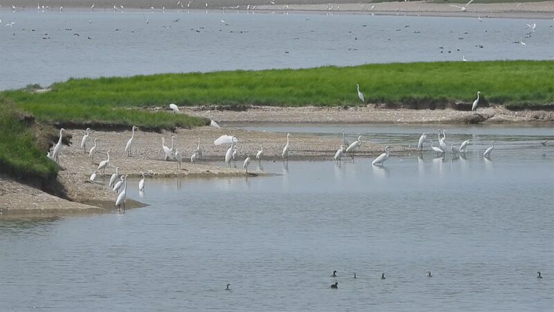 30_000_Migratory_Birds_Arrive_at_Dongting_Lake_for_Wintering video poster