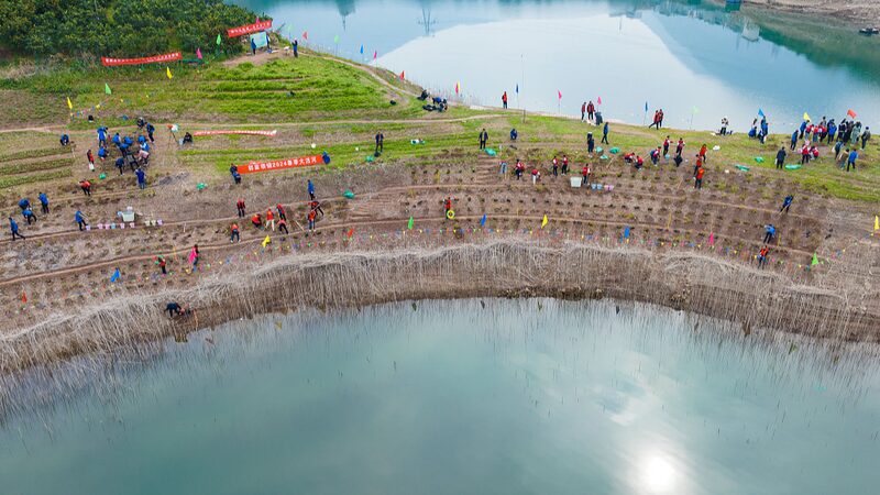 3_000_Rare_Plants_Reintroduced_to_Restore_China_s_Three_Gorges_Reservoir_Ecosystem