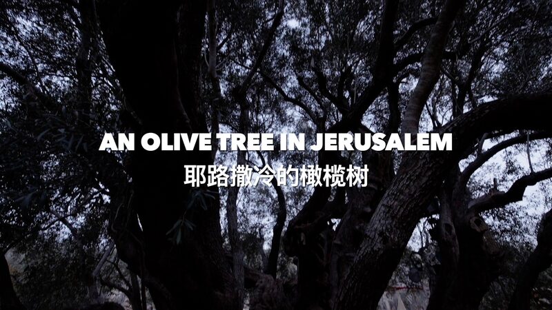 5_000_Year_Old_Olive_Tree__A_Symbol_of_Resilience_in_Al_Walaja_poster - My Global News: Voices of a New Era 5_000_Year_Old_Olive_Tree__A_Symbol_of_Resilience_in_Al_Walaja video poster