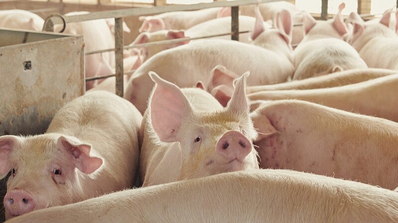 AI_Decodes_Pig_Sounds_for_Happier_Farms - My Global News: Voices of a New Era AI_Decodes_Pig_Sounds_for_Happier_Farms
