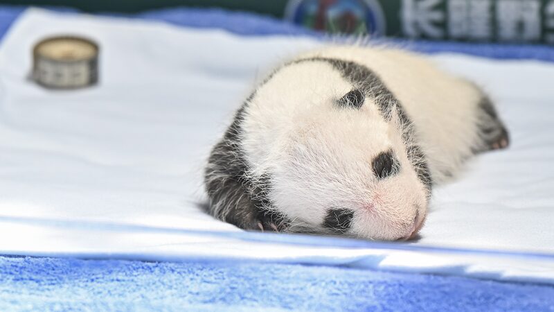 Adorable_Panda_Cub_Celebrates_First_Month_at_Chimelong_Safari_Park video poster