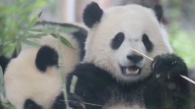 Adorable_Panda_Cubs_Enjoy_Bamboo_Feast_at_Sichuan_Research_Center_poster - My Global News: Voices of a New Era Adorable_Panda_Cubs_Enjoy_Bamboo_Feast_at_Sichuan_Research_Center video poster