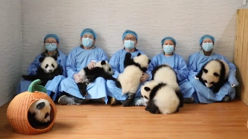 Adorable Panda Cubs Share Lunar New Year Greetings from Shaanxi Adorable_Panda_Cubs_Share_Lunar_New_Year_Greetings_from_Shaanxi video poster