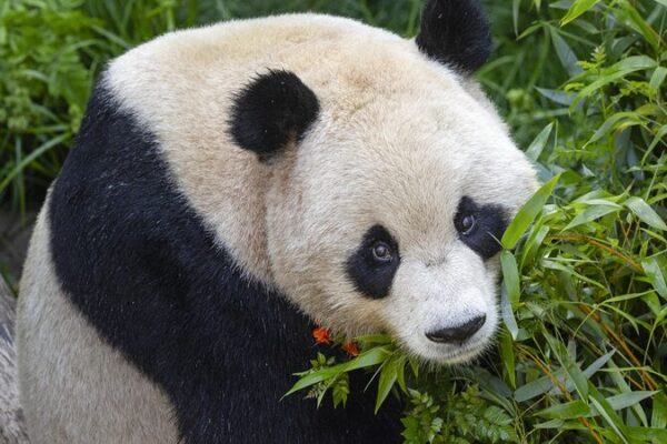 Adorable_Panda_Pair_to_Debut_at_San_Diego_Zoo_on_August_8