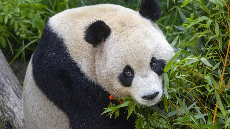 Adorable_Panda_Pair_to_Debut_at_San_Diego_Zoo_on_August_8