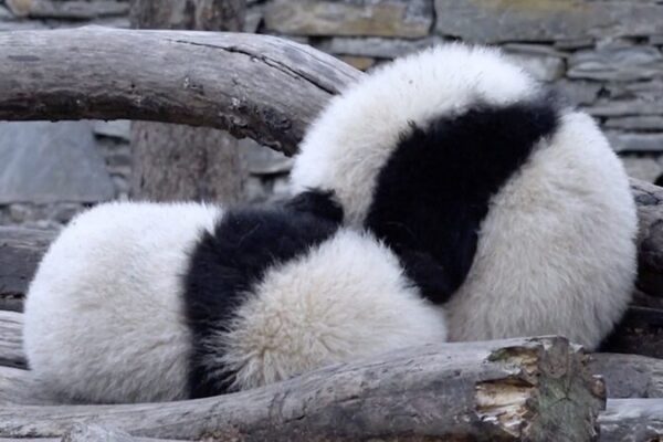 Adorable_Panda_Twins_Captivate_Fans_at_Southwest_China_Conservation_Center video poster