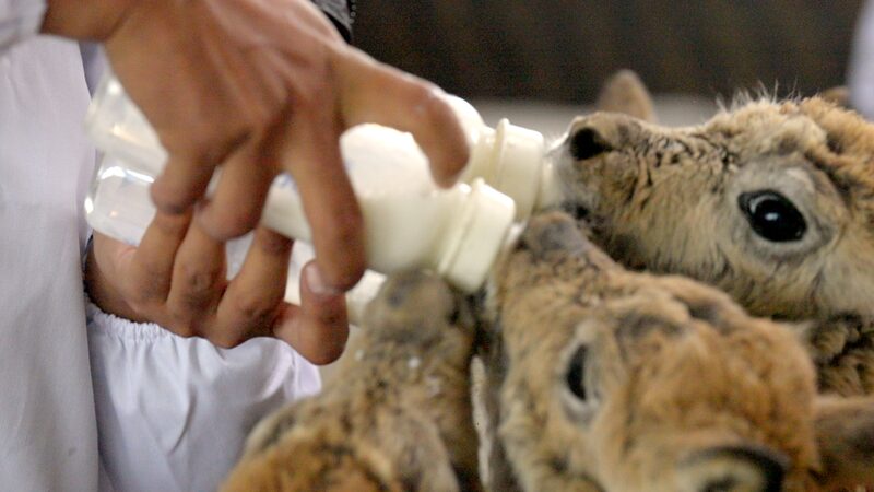 Adorable Tibetan Antelope Calves Thrive at Hoh Xil Protection Station Adorable_Tibetan_Antelope_Calves_Thrive_at_Hoh_Xil_Protection_Station video poster