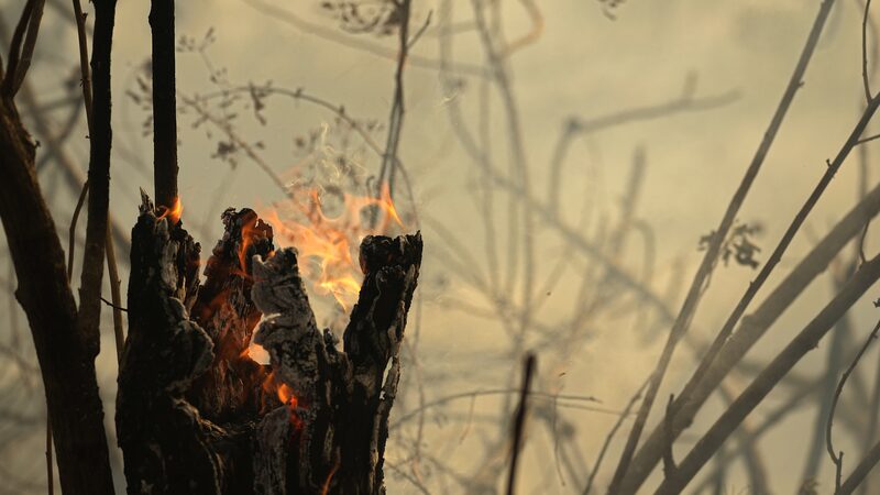 Amazon_Wildfires_Spike_to_Highest_in_15_Years_Amid_Drought - My Global News: Voices of a New Era Amazon_Wildfires_Spike_to_Highest_in_15_Years_Amid_Drought