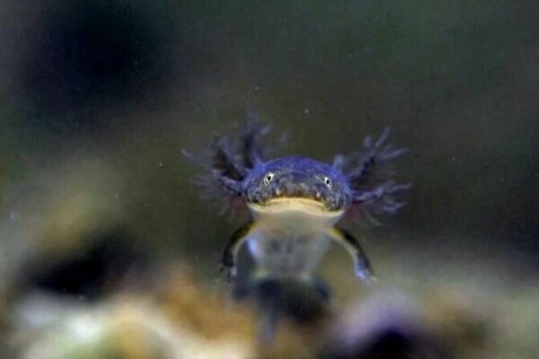 Amji’s Salamanders: Population Rises to 600 in China’s Zhejiang Amji_s_Salamanders__Population_Rises_to_600_in_China_s_Zhejiang video poster