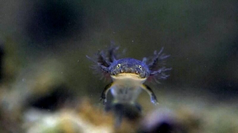 Amji_s_Salamanders__Population_Rises_to_600_in_China_s_Zhejiang_poster - My Global News: Voices of a New Era Amji_s_Salamanders__Population_Rises_to_600_in_China_s_Zhejiang video poster