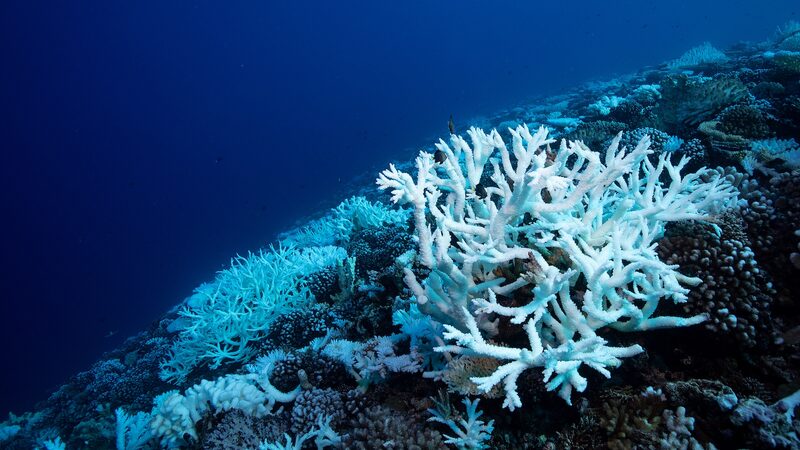 Ancient_Climate_Crisis_Mirrors_Modern_Ocean_Acidification
