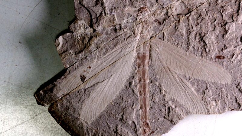 Ancient Dragonfly Fossil Unearthed in Inner Mongolia Ancient_Dragonfly_Fossil_Unearthed_in_Inner_Mongolia video poster