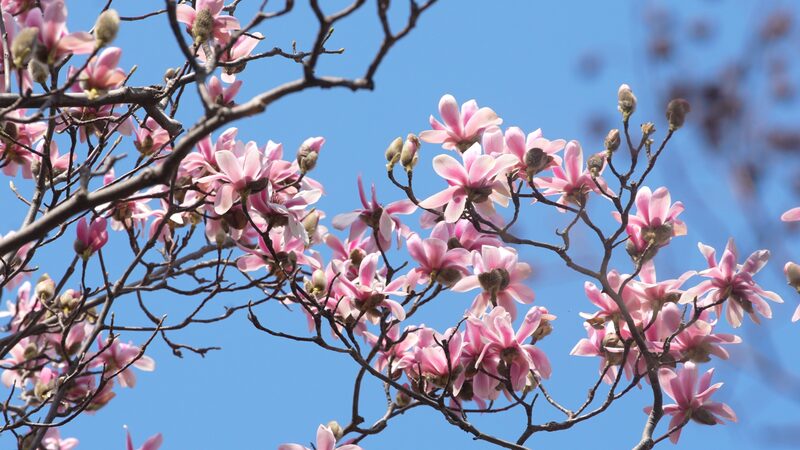 Ancient_Eclipta_Blossoms_at_Wuhou_Temple__Shaanxi_Province_poster - My Global News: Voices of a New Era Ancient_Eclipta_Blossoms_at_Wuhou_Temple__Shaanxi_Province video poster