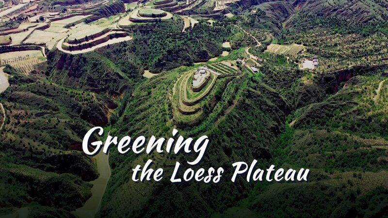 Apple_Orchards_Flourish__Breaking_the_Vicious_Cycle_in_China_s_Loess_Plateau video poster