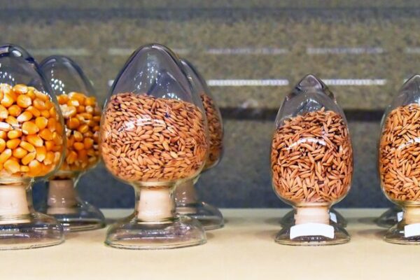 Asia’s Largest Wildlife Seed Bank Safeguards Over 11,000 Plant Species Asia_s_Largest_Wildlife_Seed_Bank_Safeguards_Over_11_000_Plant_Species