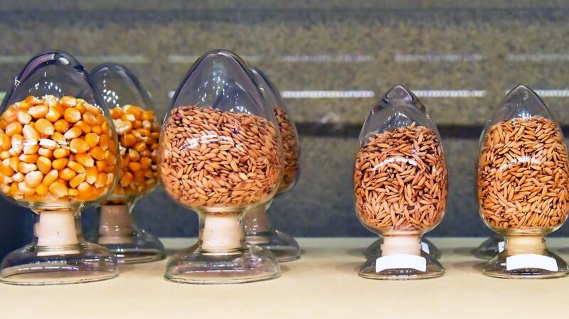 Asia_s_Largest_Wildlife_Seed_Bank_Safeguards_Over_11_000_Plant_Species