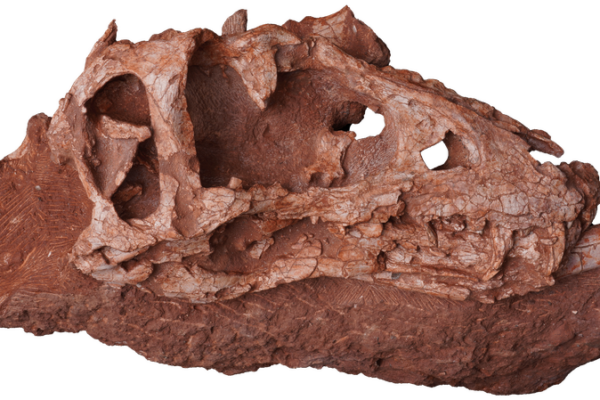 Asiatyrannus_xui__New_Deep_Snouted_Tyrannosaur_Species_Unearthed_in_China