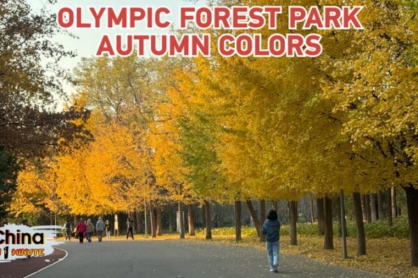 Autumn Magic: Discover Golden Foliage at Beijing’s Olympic Forest Park Autumn_Magic__Discover_Golden_Foliage_at_Beijing_s_Olympic_Forest_Park video poster