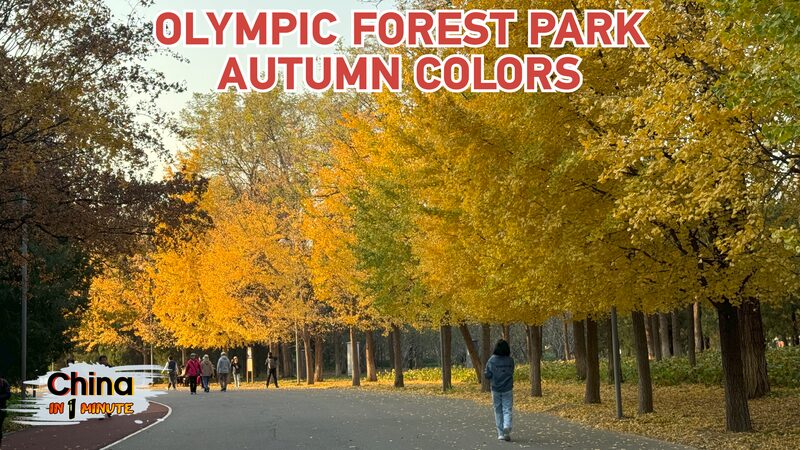 Autumn_Magic__Discover_Golden_Foliage_at_Beijing_s_Olympic_Forest_Park video poster