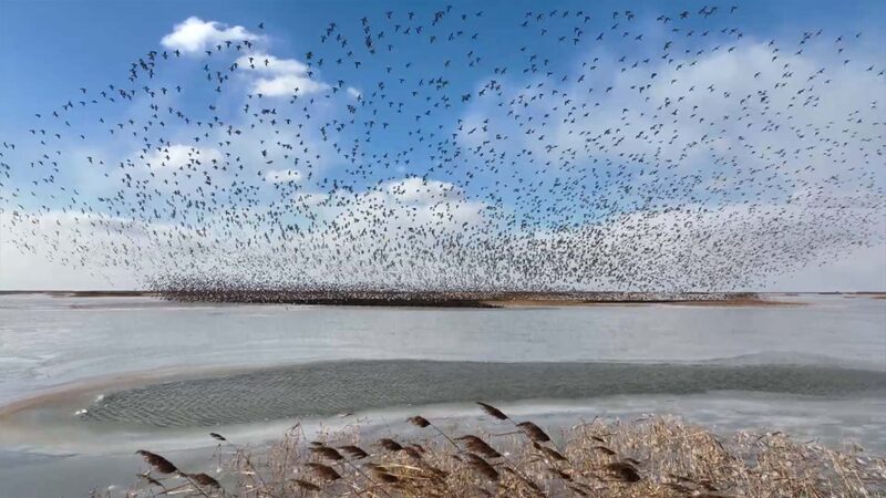 Autumn_Spectacle__Yellow_River_Delta_s_Migratory_Bird_Haven video poster