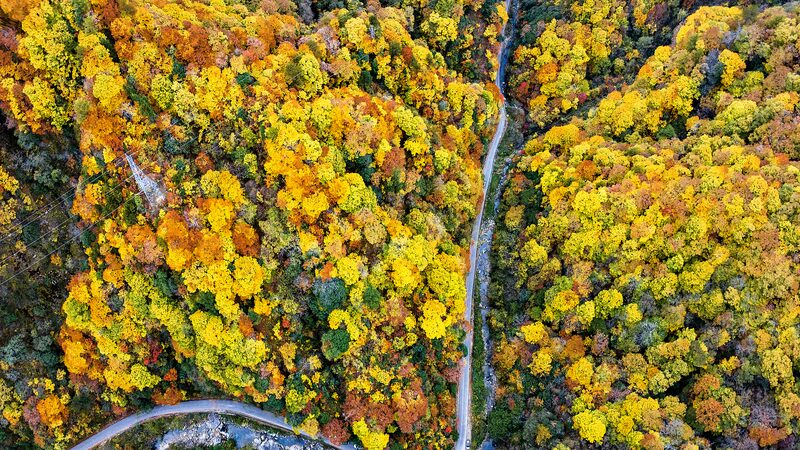 Autumn Splendor: Shaanxi’s Qinling Forest Transforms into Oil Painting Landscape Autumn_Splendor__Shaanxi_s_Qinling_Forest_Transforms_into_Oil_Painting_Landscape