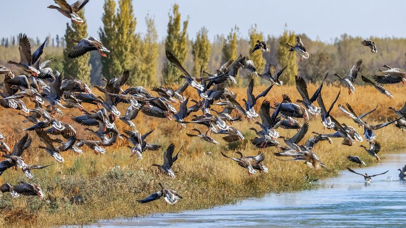 Autumn_s_Avian_Spectacle__Migratory_Birds_Grace_China_s_Scenic_Wetlands