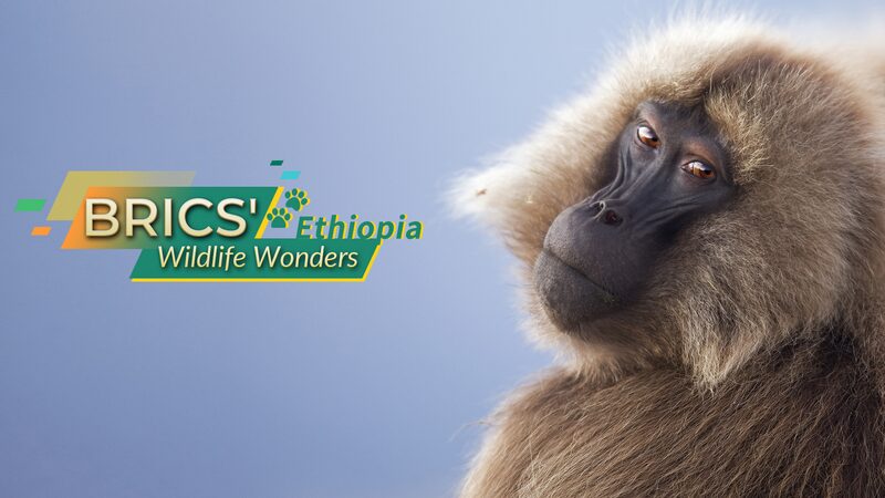 BRICS__Wildlife_Wonders__Ethiopia_s_Unique_Wolves__Baboons__and_Nyalas - My Global News: Voices of a New Era BRICS__Wildlife_Wonders__Ethiopia_s_Unique_Wolves__Baboons__and_Nyalas