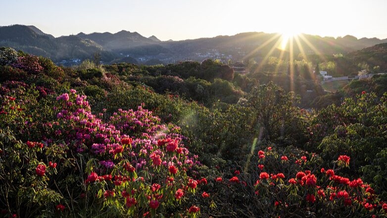 Baili_Azalea_Nature_Reserve_Unveils_World_s_Largest_Natural_Azalea_Garden_in_Full_Bloom
