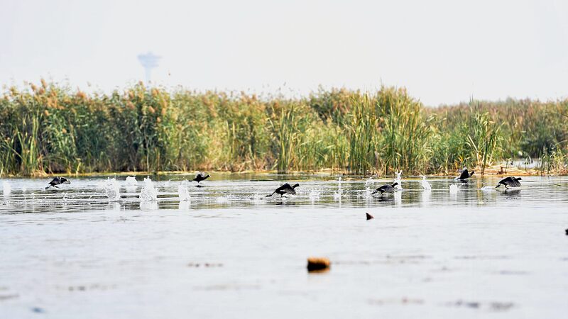 Baiyangdian_Lake_Sees_Surge_in_Wild_Bird_Species__Now_Hosting_276_Varieties