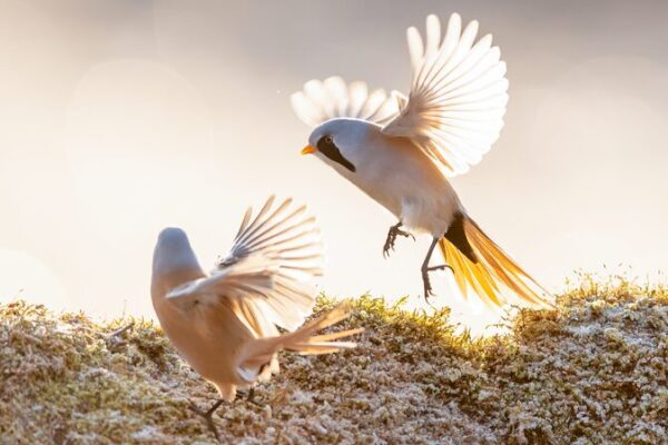 Bearded Reedlings Perform Enchanting Winter Ballet in Heilongjiang Bearded_Reedlings_Perform_Enchanting_Winter_Ballet_in_Heilongjiang