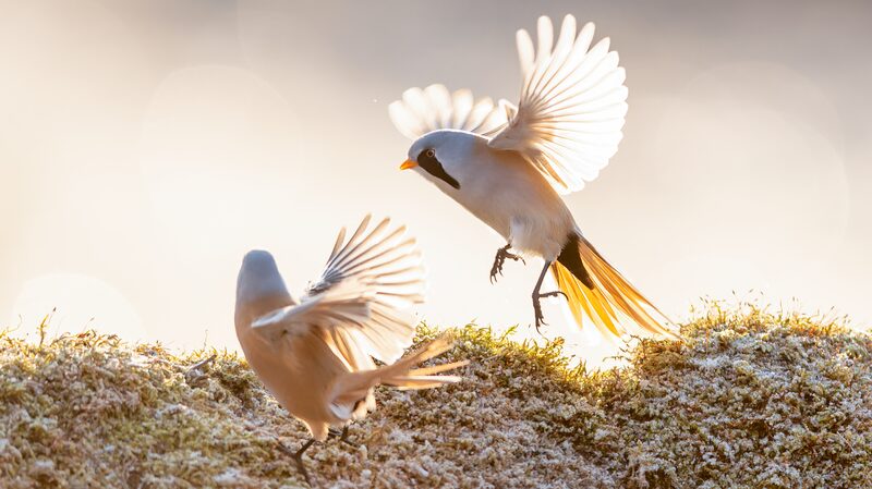 Bearded_Reedlings_Perform_Enchanting_Winter_Ballet_in_Heilongjiang