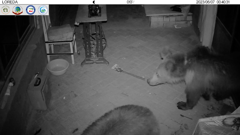 Bears Encroach on Herders’ Homes in Northwest China: Seeking Solutions Bears_Encroach_on_Herders__Homes_in_Northwest_China__Seeking_Solutions video poster