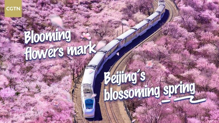 Beijing_Blooms__A_Vibrant_Spring_Awakens_the_Ancient_City video poster