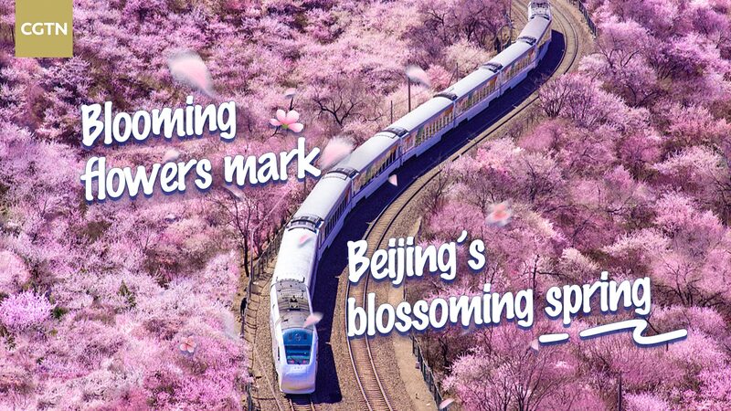 Beijing_Blooms__A_Vibrant_Spring_Awakens_the_Ancient_City video poster