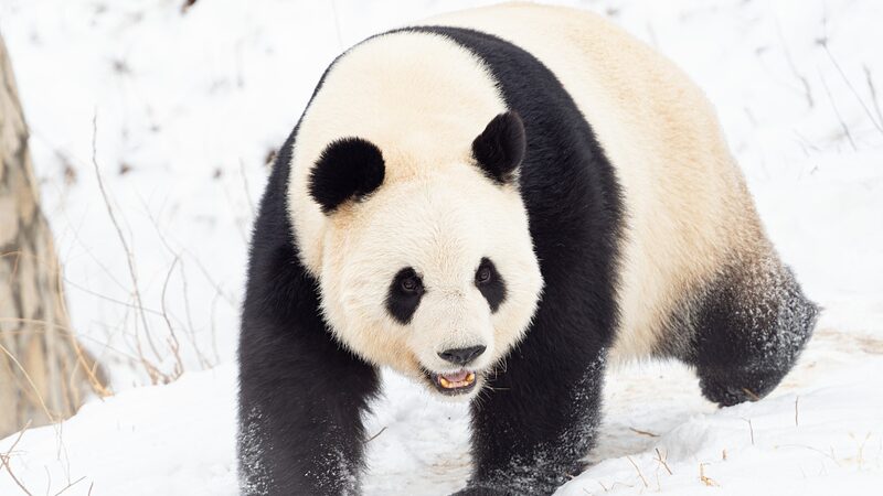 Beijing_Launches_New_Giant_Panda_Conservation_Base_for_2025