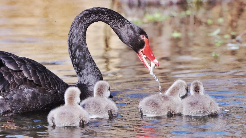 Beijing_s_Black_Swan_Family_Welcomes_Spring_with_New_Cygnets