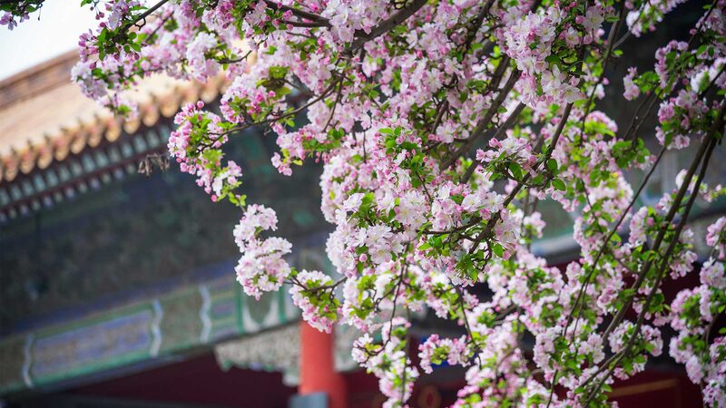 Beijing’s Blooming Era: Floral Wonders Enhance the Cityscape Beijing_s_Blooming_Era__Floral_Wonders_Enhance_the_Cityscape video poster