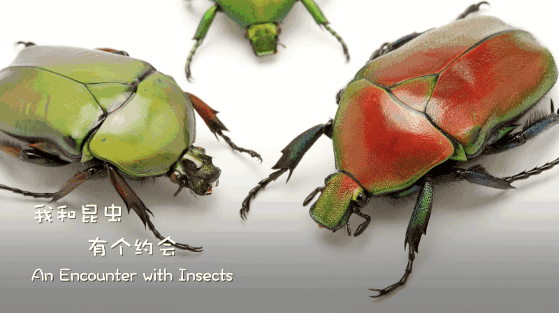Beijing’s Bug Whisperer: How One Educator Is Changing Perceptions of Insects Beijing_s_Bug_Whisperer__How_One_Educator_Is_Changing_Perceptions_of_Insects video poster