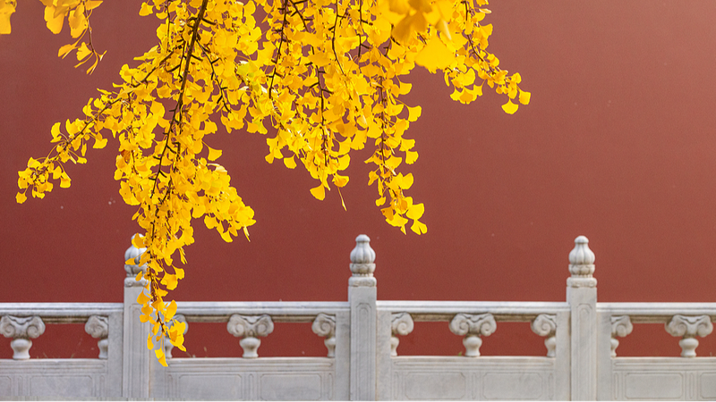 Beijing_s_Golden_Ginkgo_Leaves_Illuminate_Ancient_Architecture