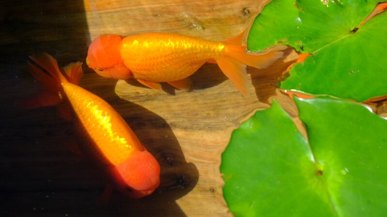 Beijing_s_Imperial_Goldfish_Exhibition_Celebrates_Cultural_Heritage-1 - My Global News: Voices of a New Era Beijing_s_Imperial_Goldfish_Exhibition_Celebrates_Cultural_Heritage