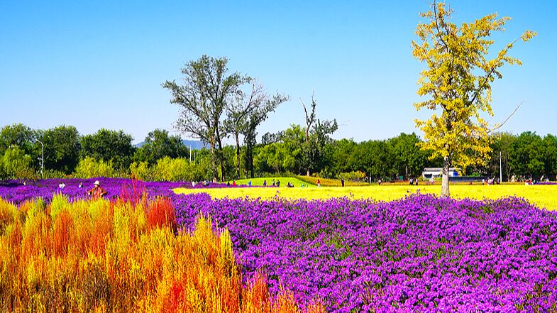 Beijing_s_Old_Summer_Palace_Park_Blooms_into_Autumn_Splendor - My Global News: Voices of a New Era Beijing_s_Old_Summer_Palace_Park_Blooms_into_Autumn_Splendor