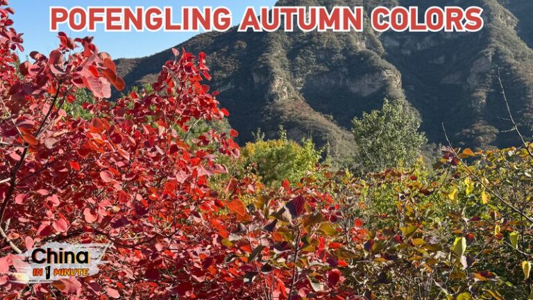 Beijing_s_Pofengling_Shines_with_Vibrant_Red_Autumn_Foliage video poster