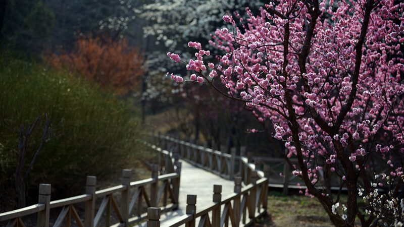 Beijing_s_Xiangshan_Park_Blooms_Vibrantly_This_Spring