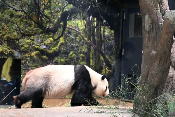 Beloved Giant Pandas to Return to China This September Beloved_Giant_Pandas_to_Return_to_China_This_September