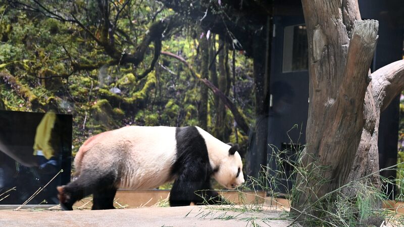 Beloved_Giant_Pandas_to_Return_to_China_This_September - My Global News: Voices of a New Era Beloved_Giant_Pandas_to_Return_to_China_This_September