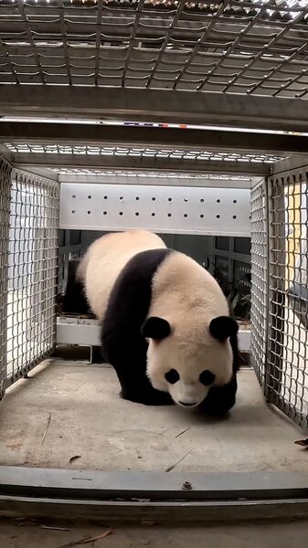 Beloved Pandas Return to Washington D.C.’s National Zoo Beloved_Pandas_Return_to_Washington_D_C__s_National_Zoo video poster