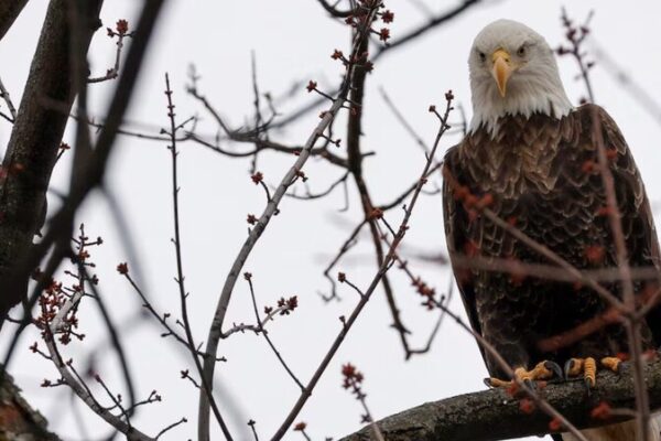 Biden Revives Endangered Species Protections Overturned by Trump Biden_Revives_Endangered_Species_Protections_Overturned_by_Trump